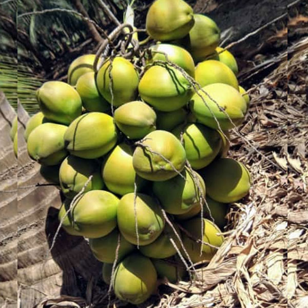 Tender-Coconut-4