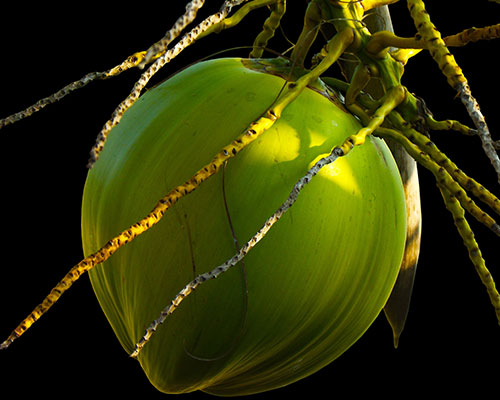 Tender-Coconut-front