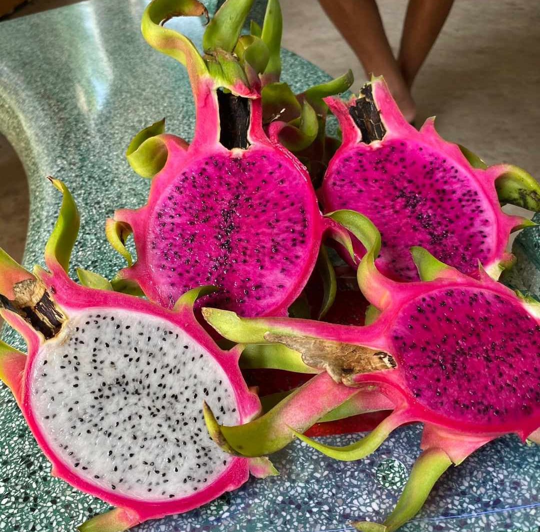 dragon-fruits-15