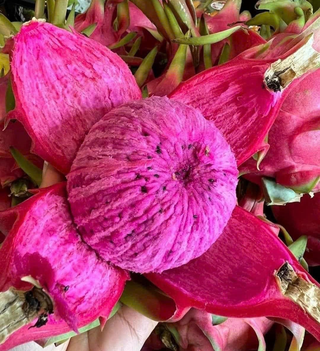 dragon-fruits-16