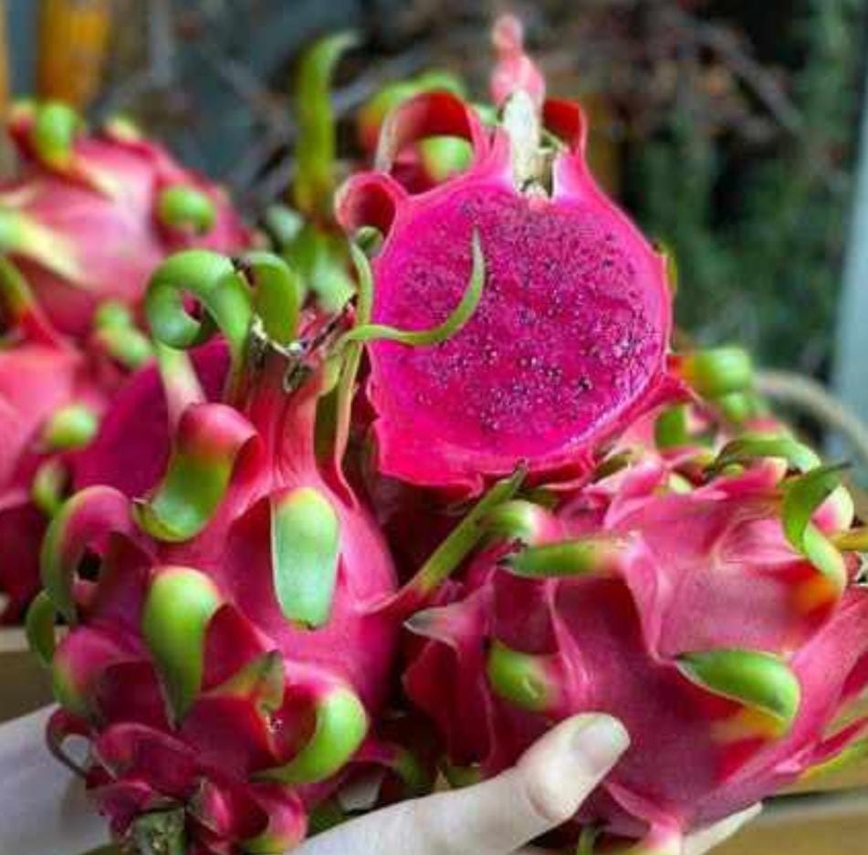 dragon-fruits-18