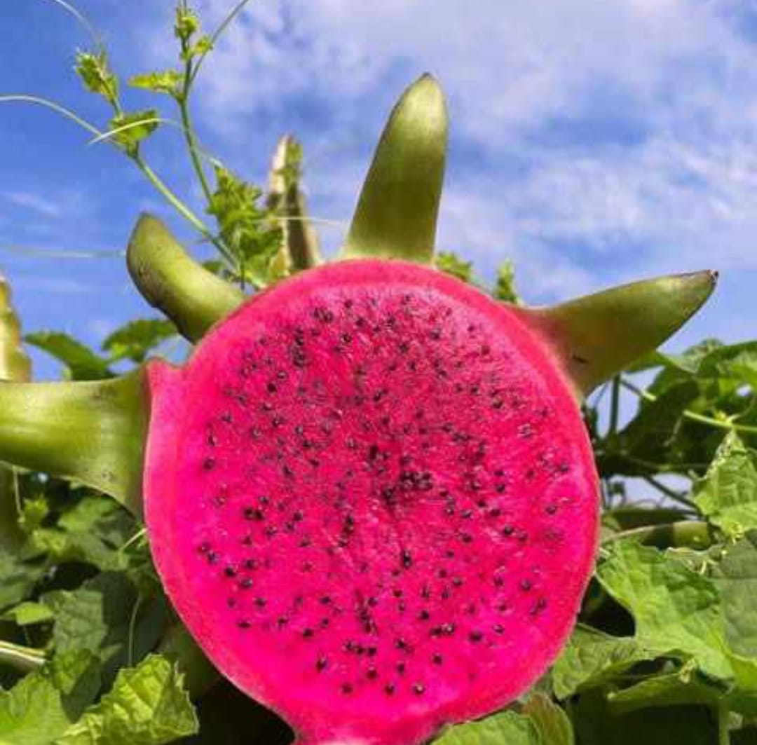 dragon-fruits-3