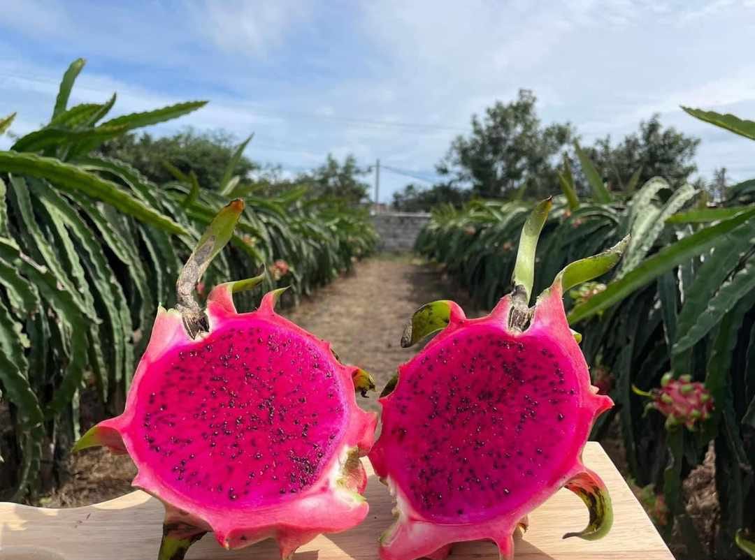 dragon-fruits-4