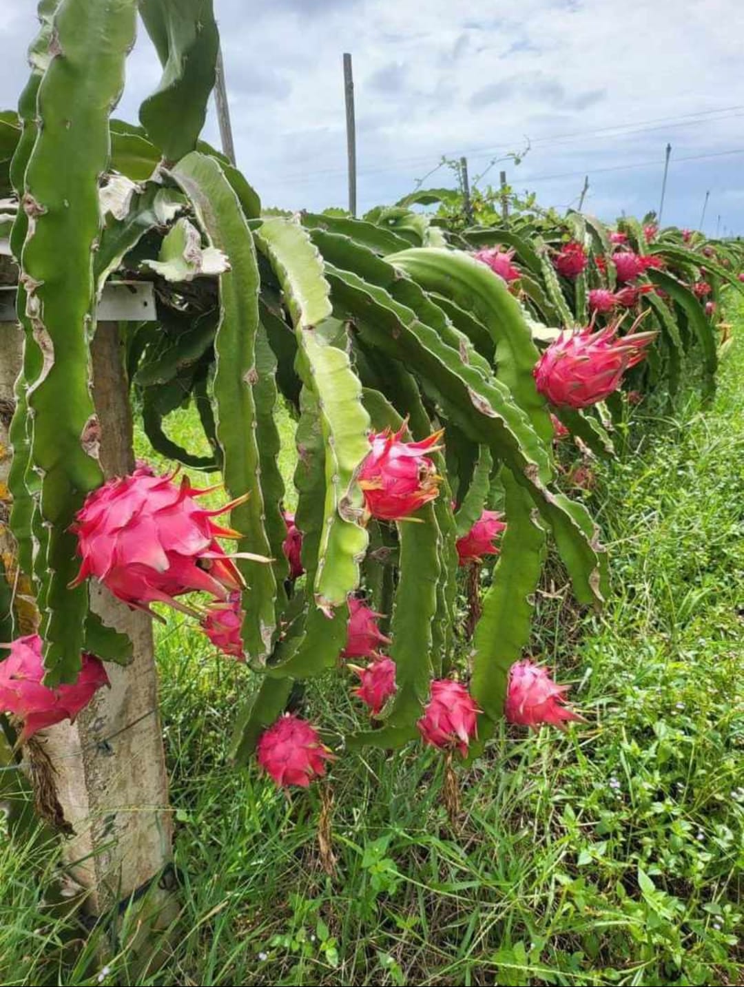 dragon-fruits-5