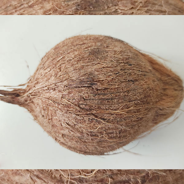 semi-husked-coconut-4